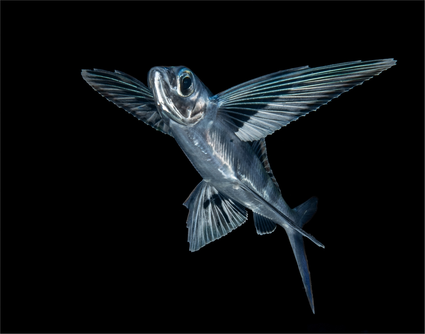 Flyingfish 2