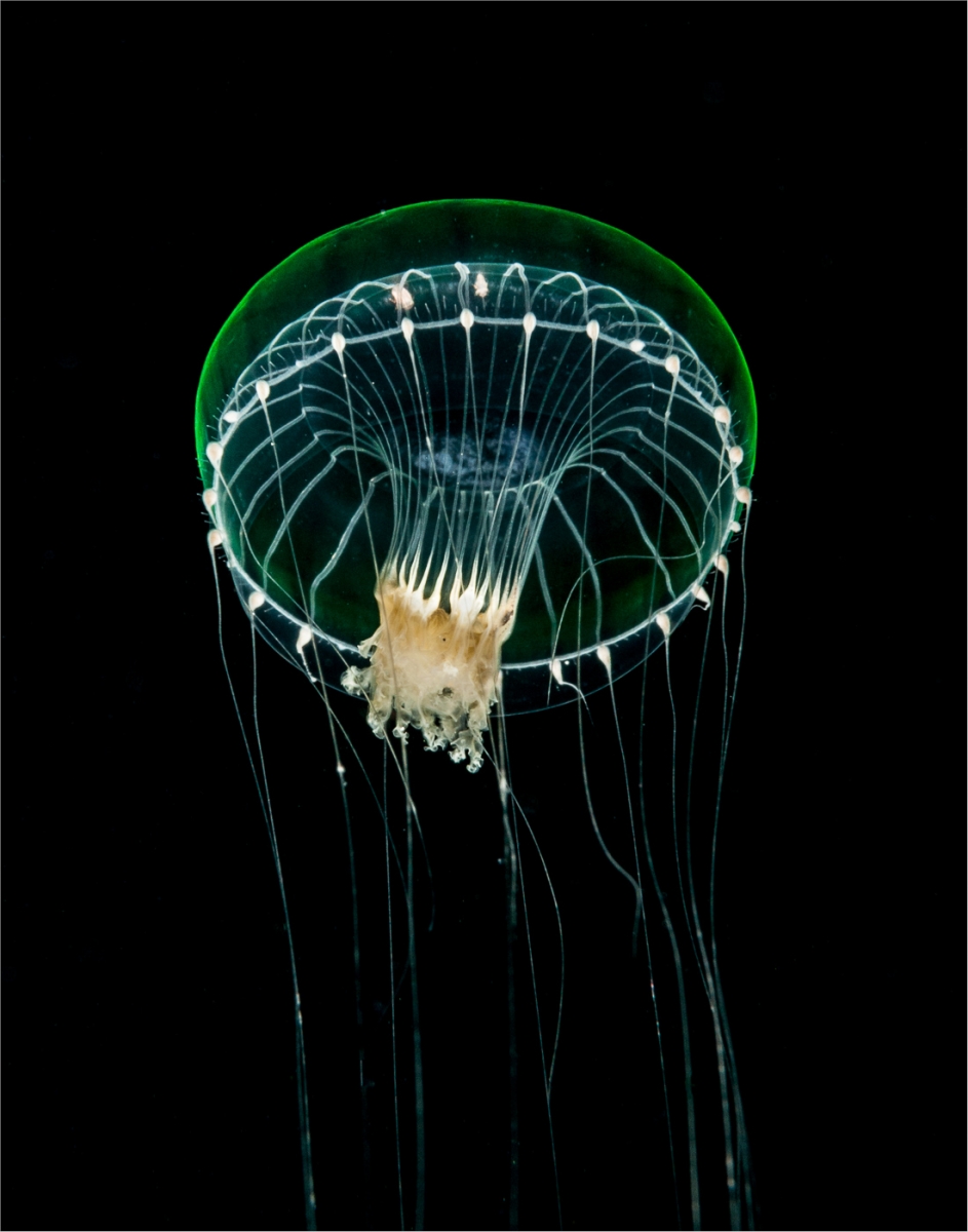 Jellyfish 5