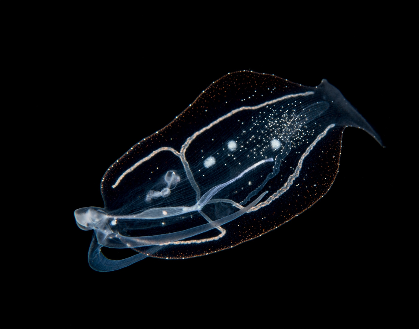 Pelagic Nudibranch 1