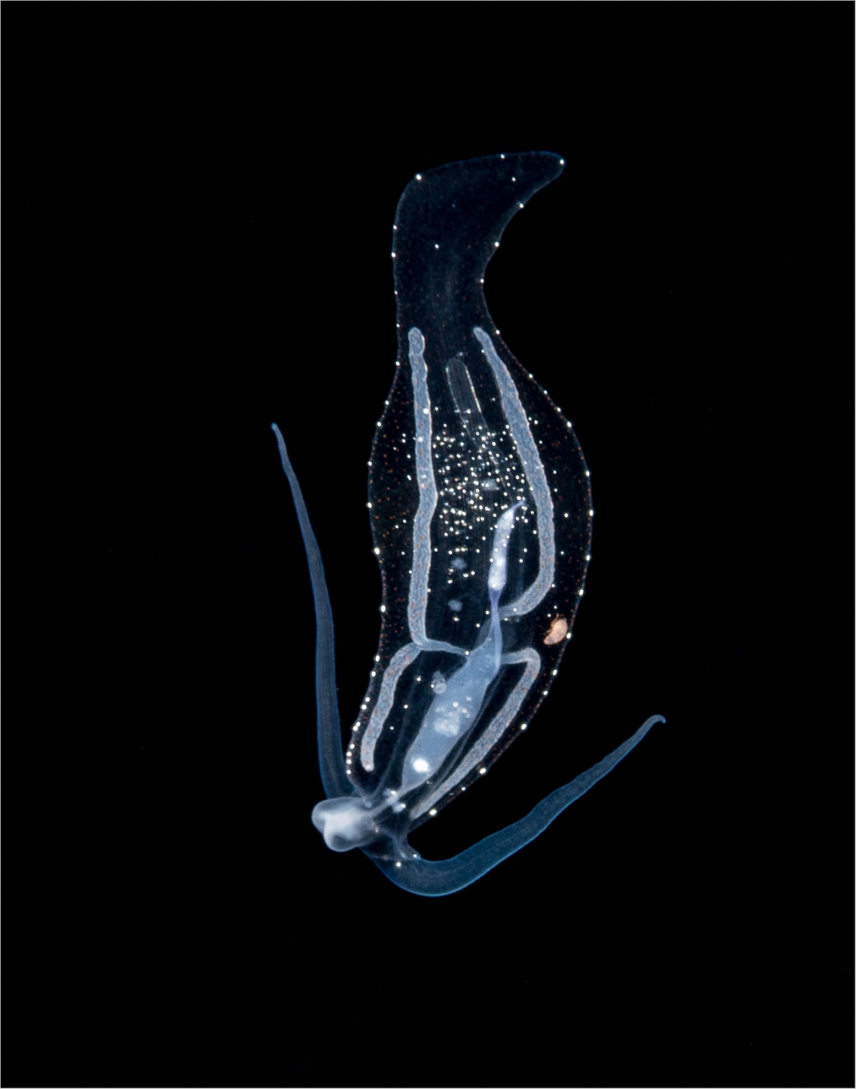 Pelagic Nudibranch 2