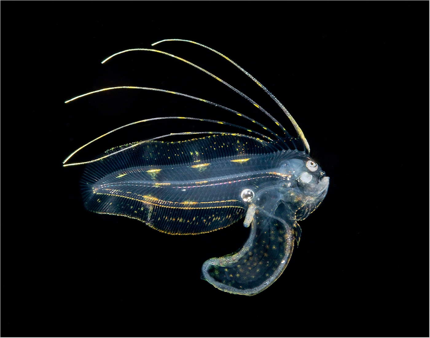 Tonguefish Larva 2