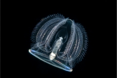 Acorn Worm Larva