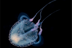 Box Jelly