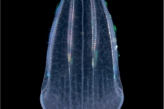 Comb Jellyfish