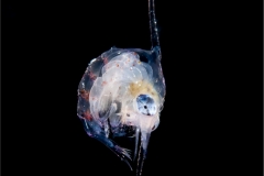 Crab Larva 1