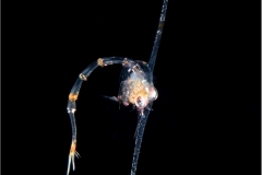 Crab Larva 2