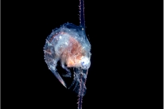 Crab Larva 3