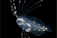 Flounder Larva 1