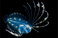 Flounder Larva 2