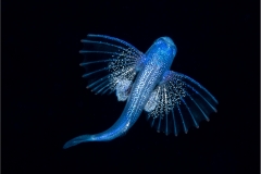 Flyingfish 1