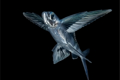 Flyingfish 2