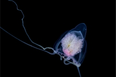 Jellyfish 1