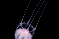Jellyfish 2