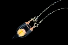 Jellyfish 3