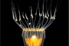 Jellyfish 4