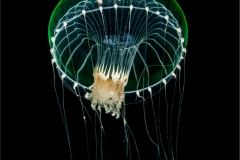 Jellyfish 5