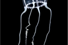 Jellyfish 6