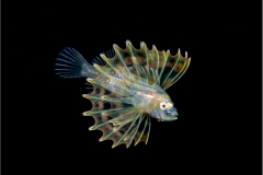 Lionfish Larva