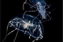 Lobster Riding Jellyfish