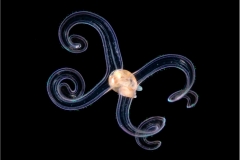 Mollusk Larva 1