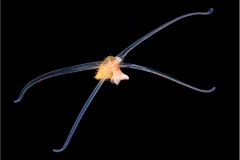 Mollusk Larva 2