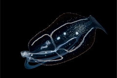 Pelagic Nudibranch 1