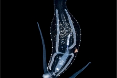 Pelagic Nudibranch 2