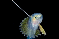 Reef Bass Larva 1