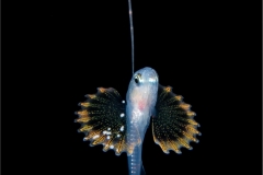 Reef Bass Larva 2