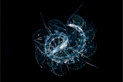 Scale Worm