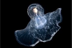 Sea Butterfly 1