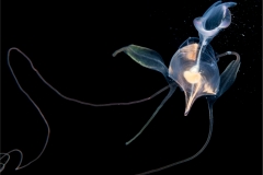 Sea Butterfly 3