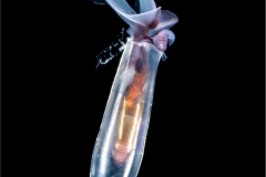 Sea Butterfly 5