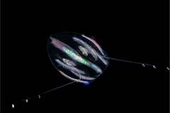 Sea Gooseberry