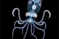 Sharpear Squid 1