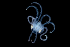 Sharpear Squid 2