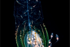 Siphonophore