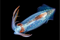Squid
