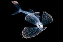 Swallower Larva