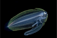 Tonguefish Larva 1