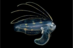 Tonguefish Larva 2