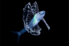 Tripod Fish Larva