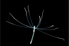 Tube Anemone Larva 1