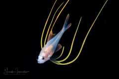 Alfonsino - Berycidae Family - Beryx decadactylus