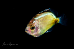 Angelfish - Cherubfish - Pomacanthidae Family - Centropyge argi
