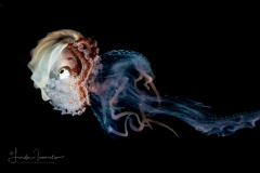 Paper Nautilus - Female - Argonaut - Argonautidae - on a Cnidaria