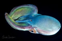 Blanket Octopus - Female - Tremoctopus violaceus