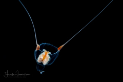 Hydromedusa - Anthoathecata - Amphinema rugosum