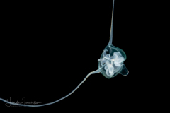 Hydromedusa - Anthoathecata - Amphinema rugosum or dinema