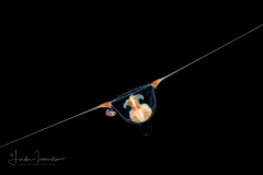 Hydromedusa - Anthoathecata - Amphinema rugosum